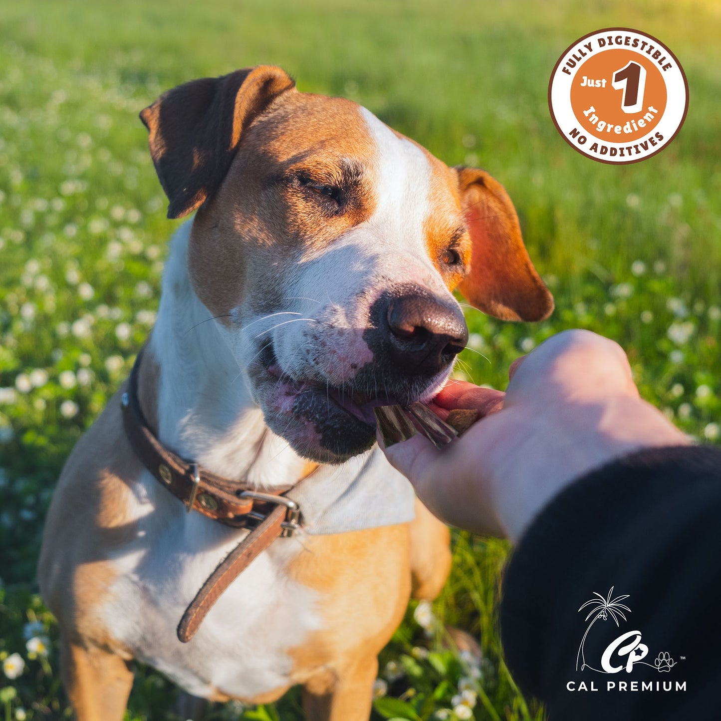 2-4" Bully Bites (1lb)